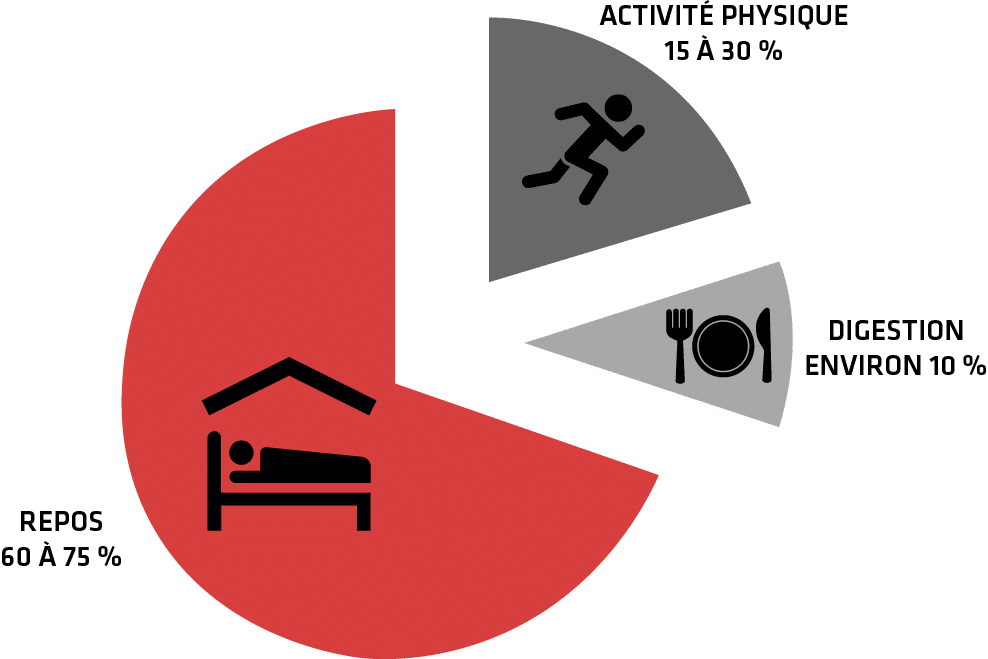 Comment calculer la dépense énergétique journalière ?