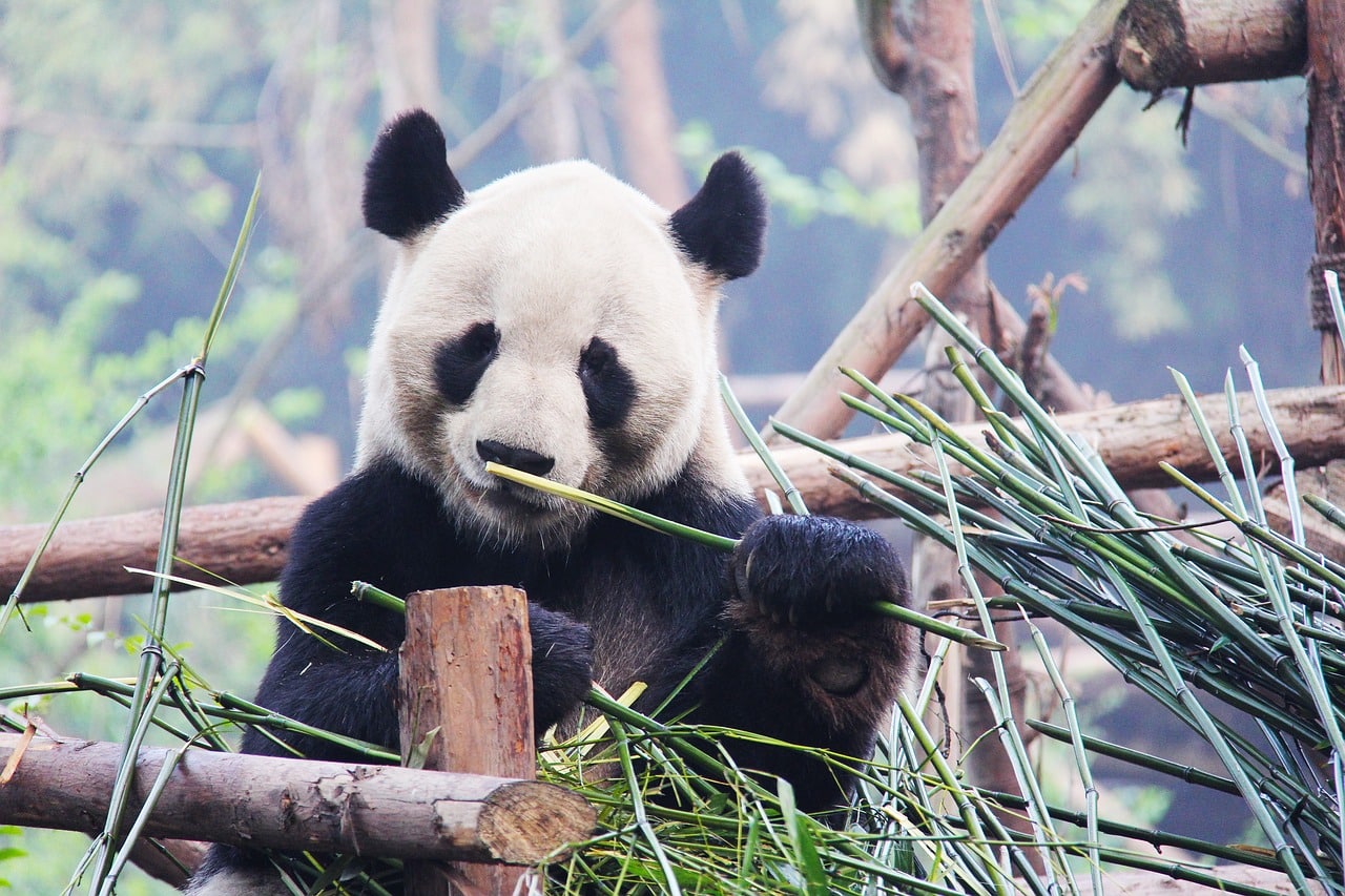 Deux pandas accueillis en stars au zoo de Berlin
