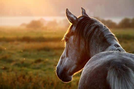 Le cheval dans tous ses états