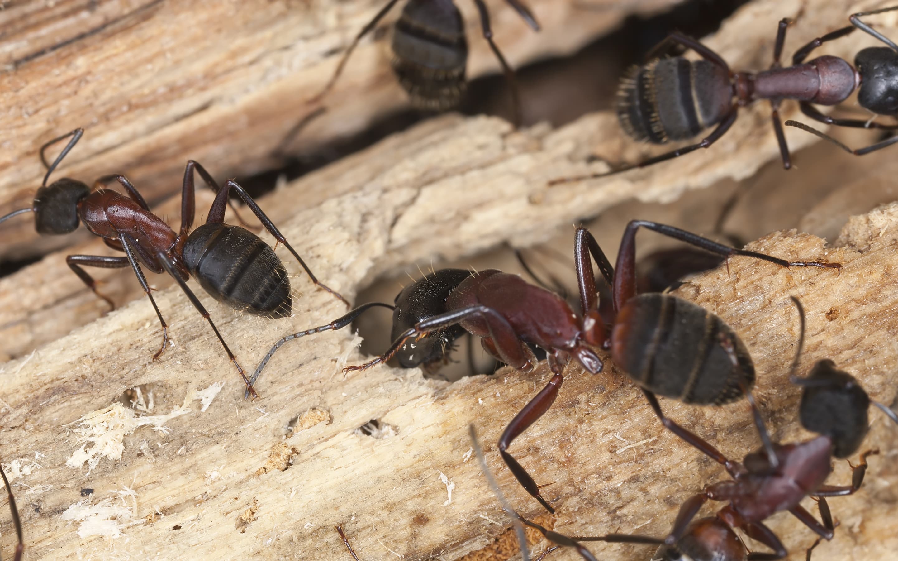 Les fourmis charpentières, quels dégats sont-elles capables causer ? 