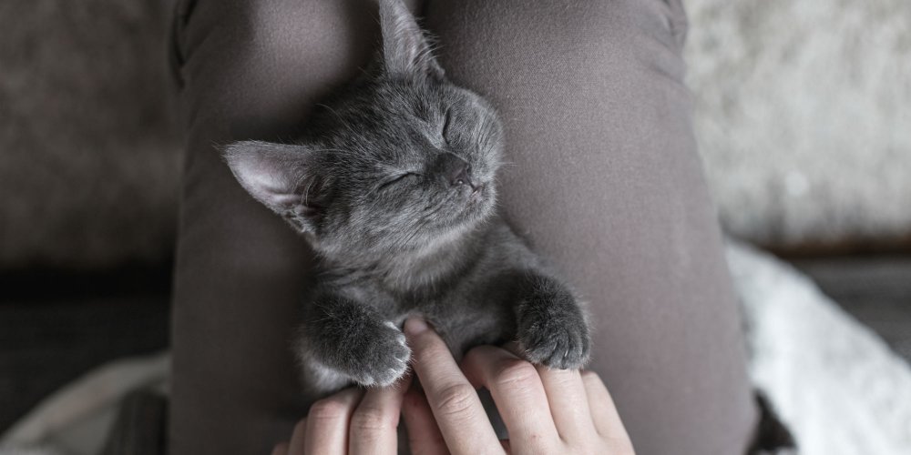 4 maladies animales transmissibles à l&rsquo;homme