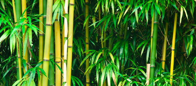 Comment lutter efficacement conre les rhizome de bambous Comment lutter efficacement conre les rhizome de bambous