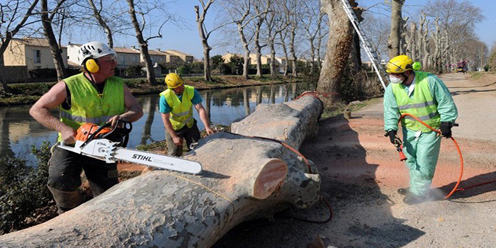 Chancre coloré : un véritable fléau pour les platanes