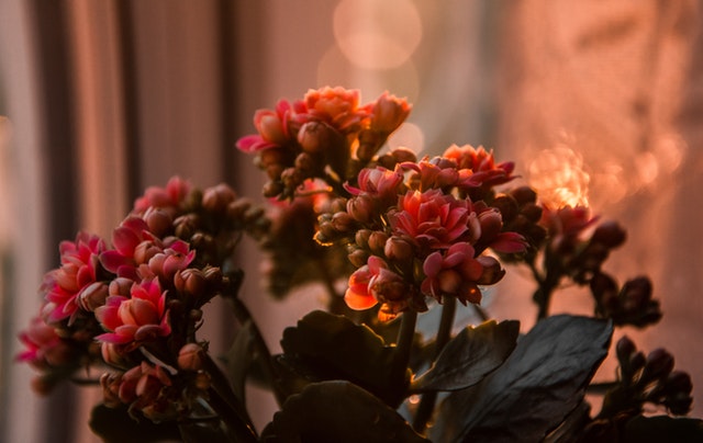 Kalanchoë : la plante idéal pour décorer votre intérieur ?