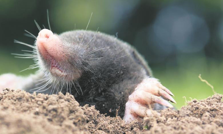 La taupe est-elle hémophile ? Mythe ou réalité ?