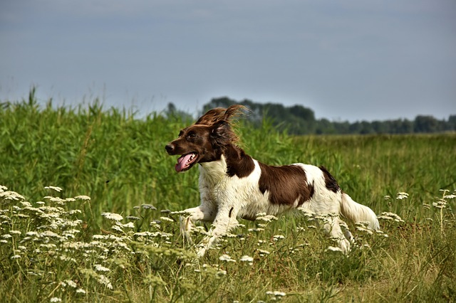Partir à la chasse avec son chien : que faut-il emmener ?
