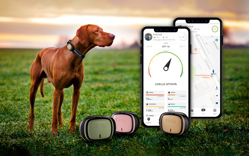 6 conseils rapides pour éviter de perdre votre chien
