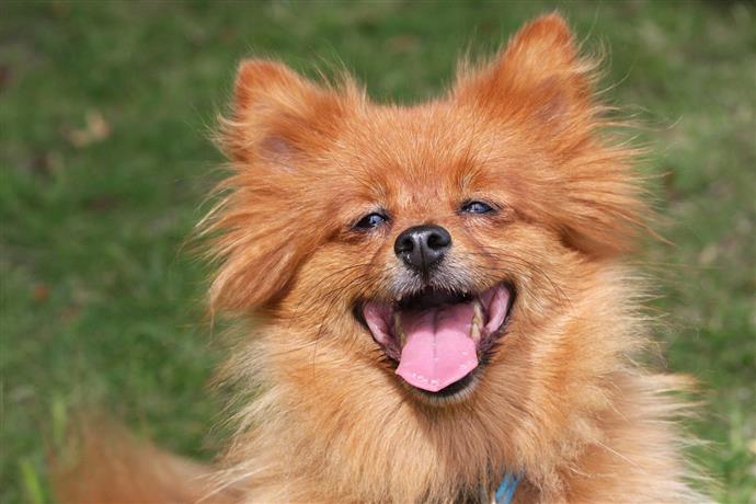 Comment avoir un chien en bonne santé ?