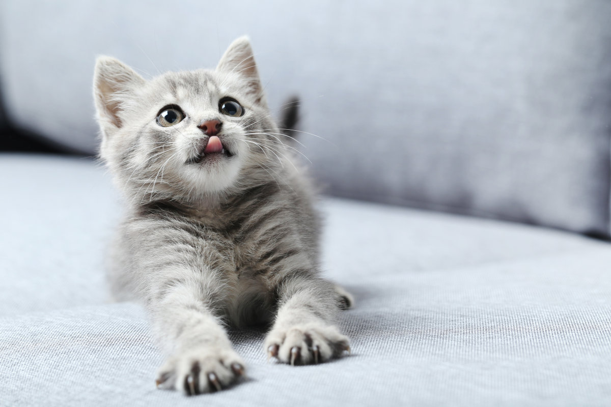 Est-ce que les chats peuvent reconnaître leur nom ?