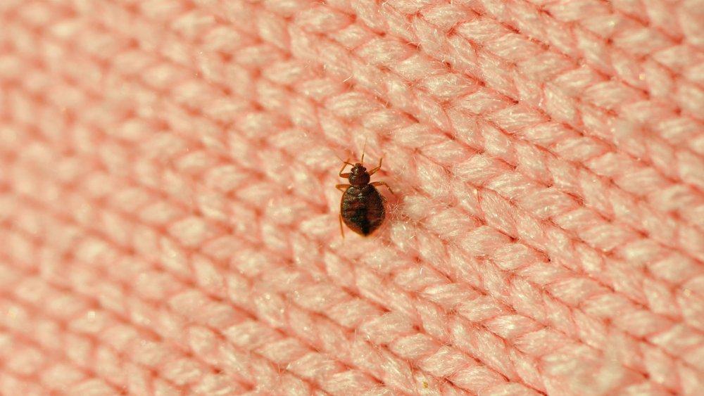 Tuer les puces : se débarrasser des puces efficacement