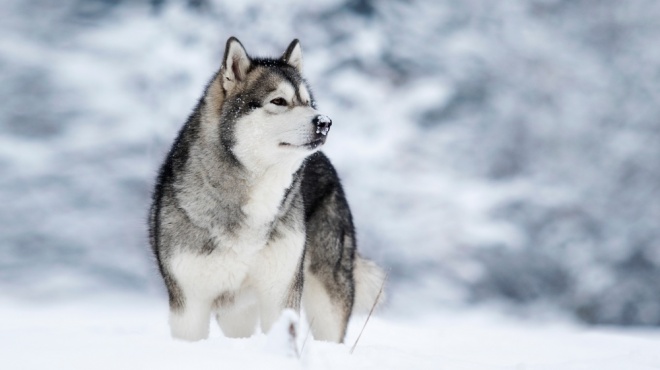 Comment éduquer un malamute d’Alaska ?