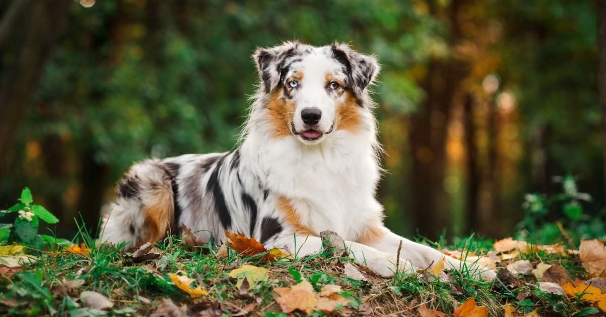 Comment éduquer un chiot Berger australien ?