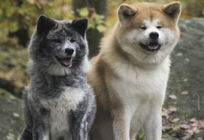 Comment dresser un akita inu ?