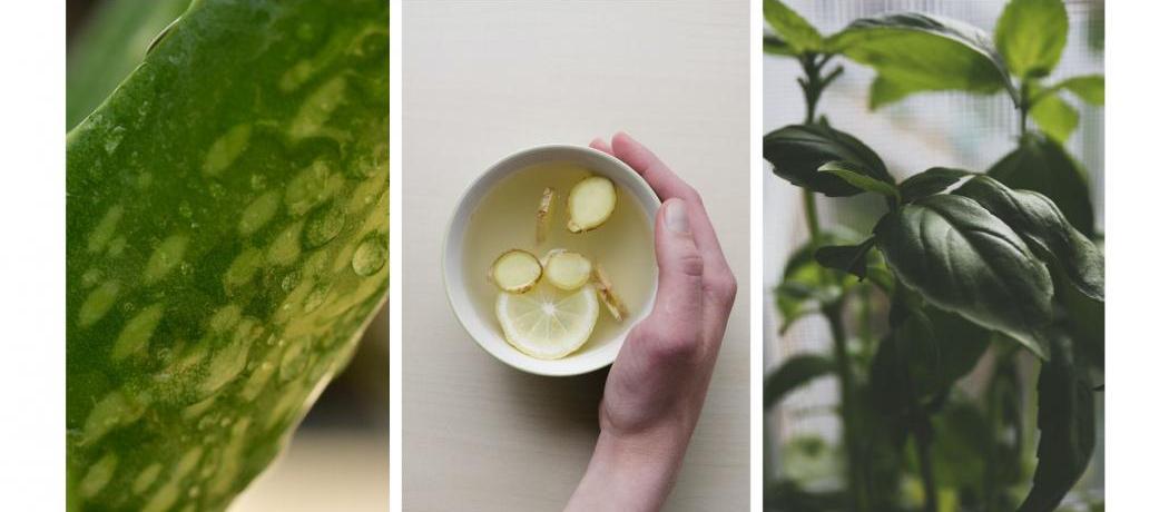 Les remèdes maison à base de plantes qui fonctionnent toujours