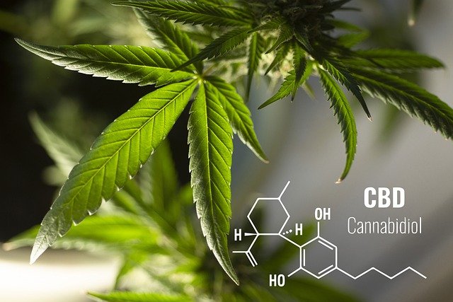 Quels sont les inconvénients du CBD ?