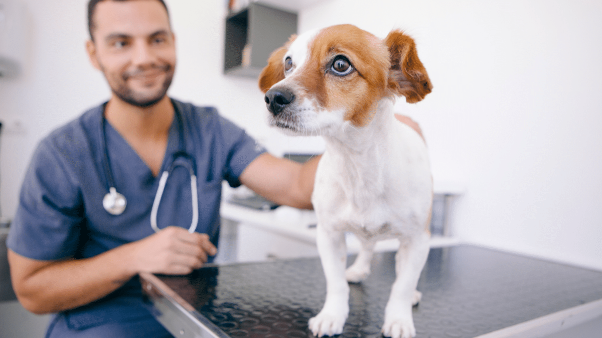 Quel est le prix d’une consultation vétérinaire ?