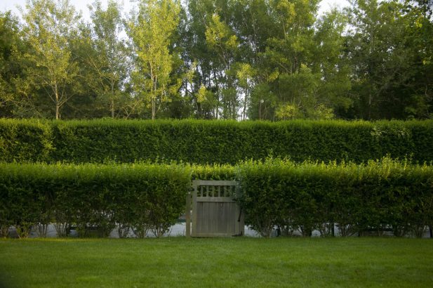 Que faire en cas de vent fort pour protéger son jardin ?