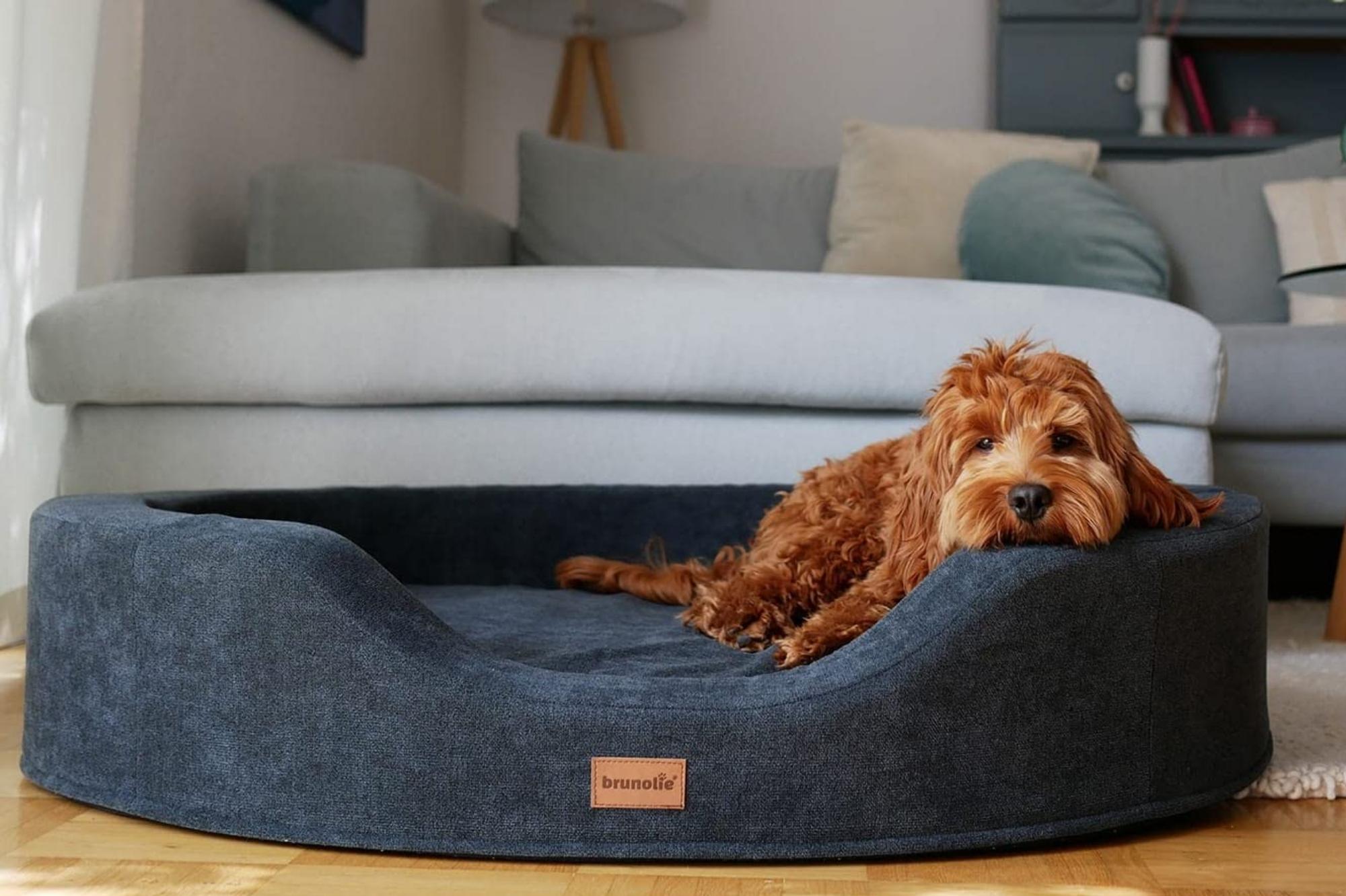 Comment choisir un canapé pour chien ?