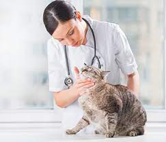 Stériliser un chat, quel est le coût de l’opération ?