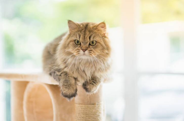 Adopter un chaton : que faut-il savoir ?
