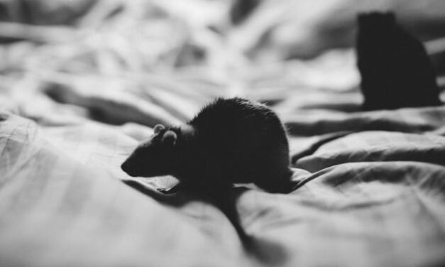 Comment se débarrasser des rats efficacement dans votre maison