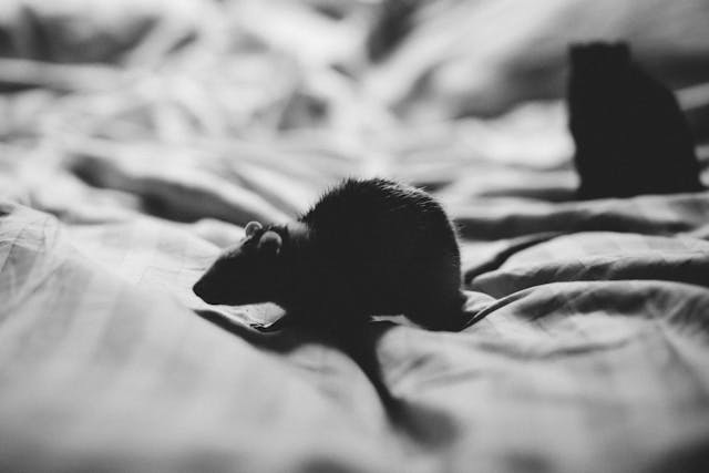 Comment se débarrasser des rats efficacement dans votre maison